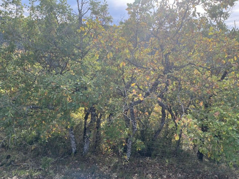 Helårsgrund i Verrieres, Aveyron - foto 3