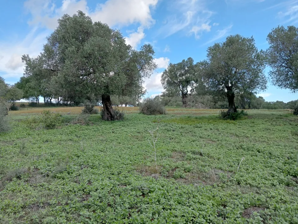 Terra a Barbate, Cadiz - foto 1