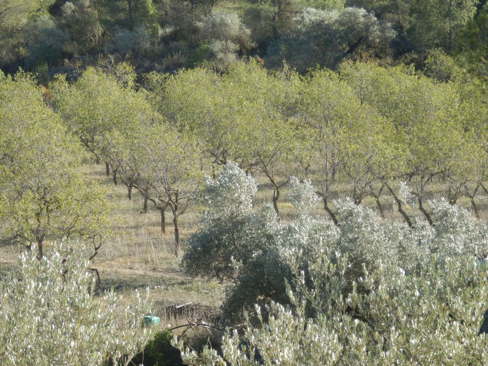 Finca i Miravet, Tarragona - foto 3