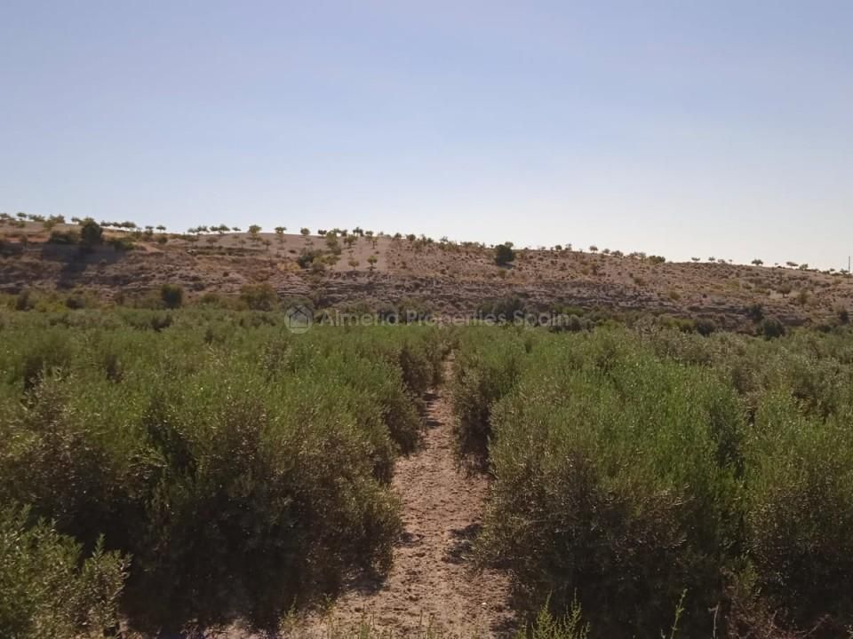 Helårsgrund i Albox, Almeria - foto 3