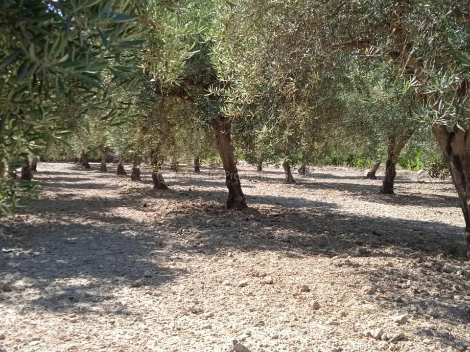 Helårsgrund i Albox, Almeria - foto 5