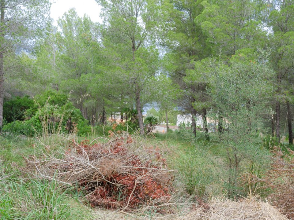 Helårsgrund i Betlem, Mallorca - foto 5