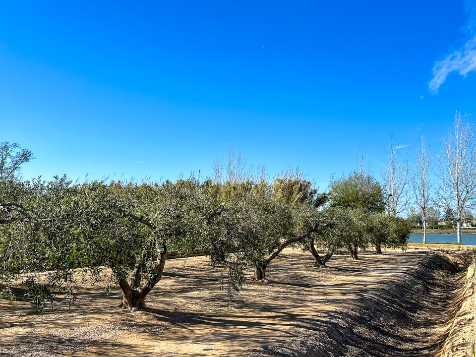 Finca i Sant Jaume D'enveja, Tarragona - foto 5