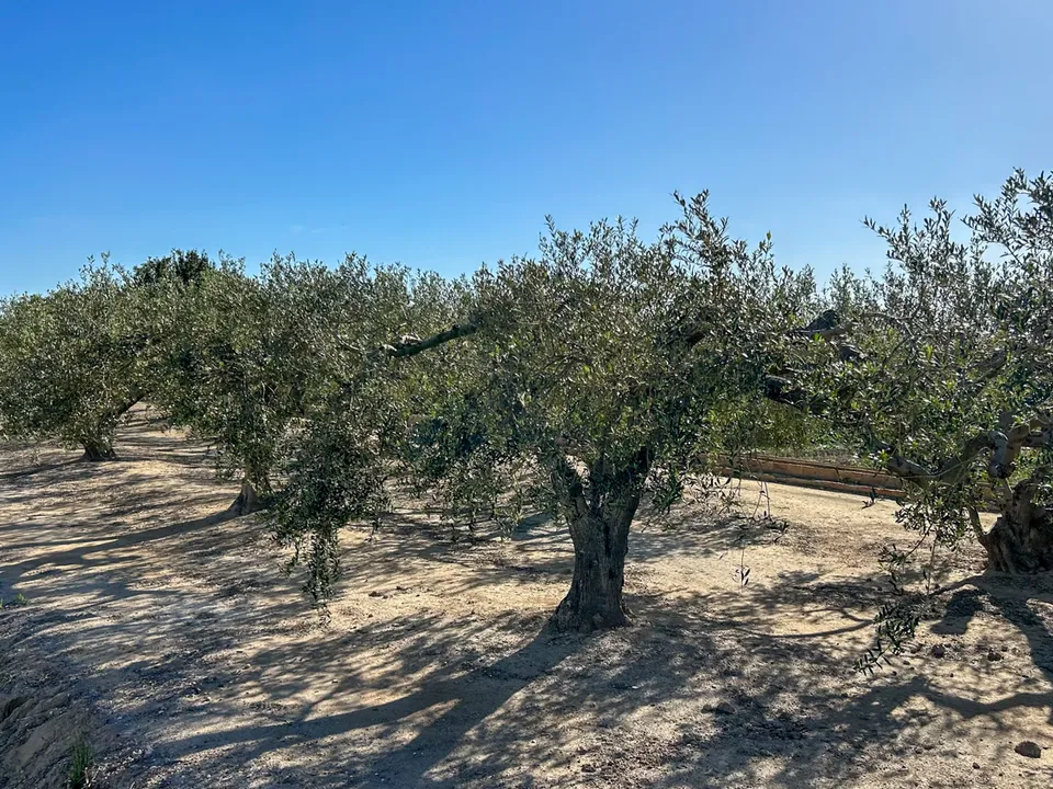 Finca i Sant Jaume D'enveja, Tarragona - foto 1