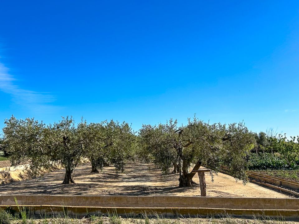 Finca i Sant Jaume D'enveja, Tarragona - foto 4