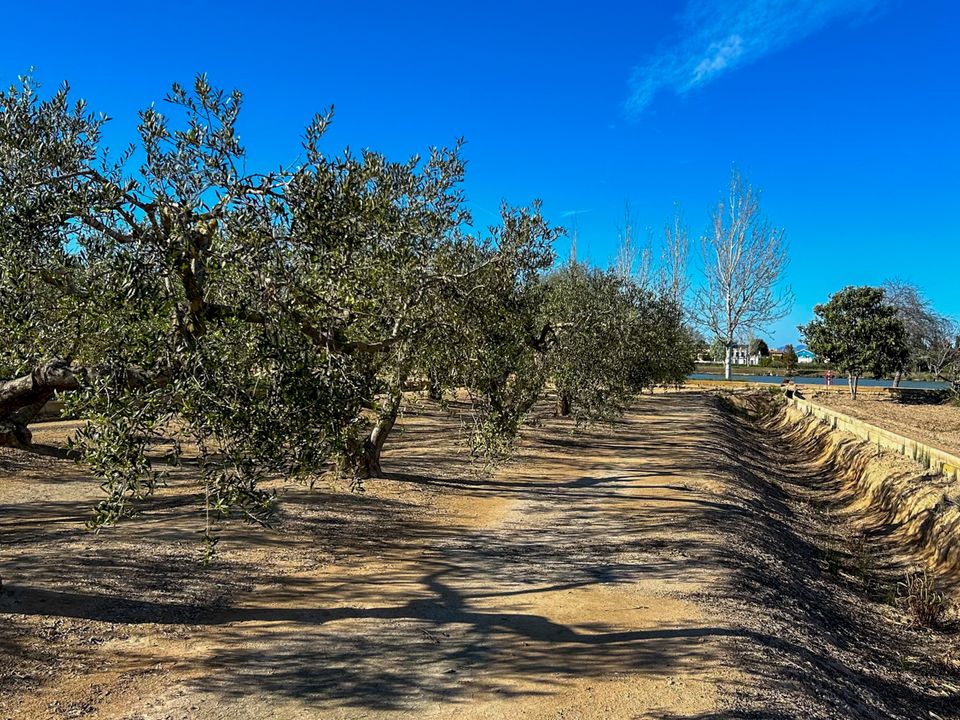 Finca i Sant Jaume D'enveja, Tarragona - foto 3