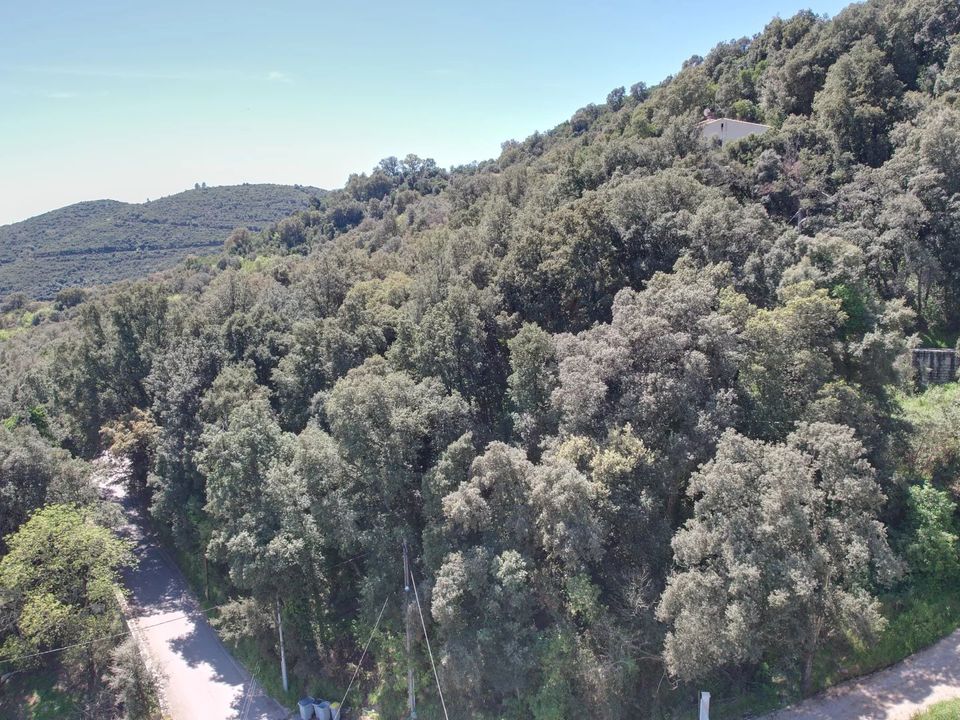 Tomt i Valle-di-Mezzana, Corse-du-Sud - bilde 2