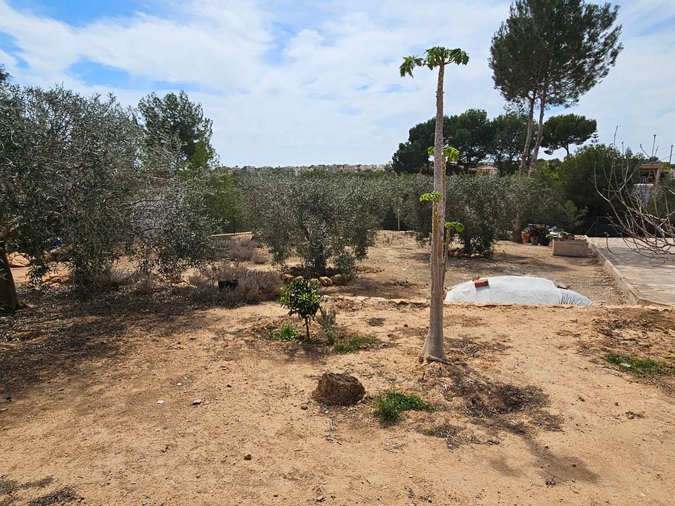 Helårsgrund i Pinar De Campoverde, Alicante - foto 5