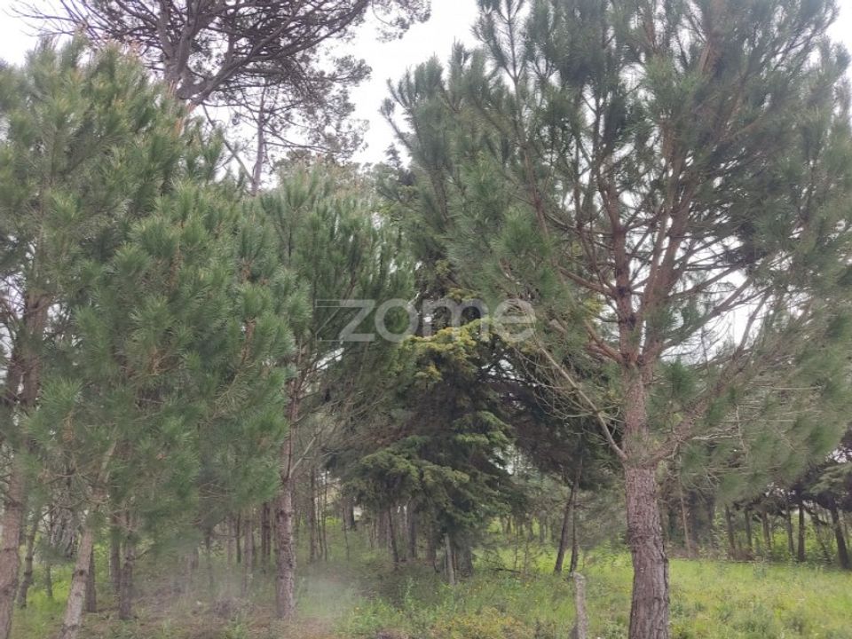 Terra a Nelas, Viseu - foto 2