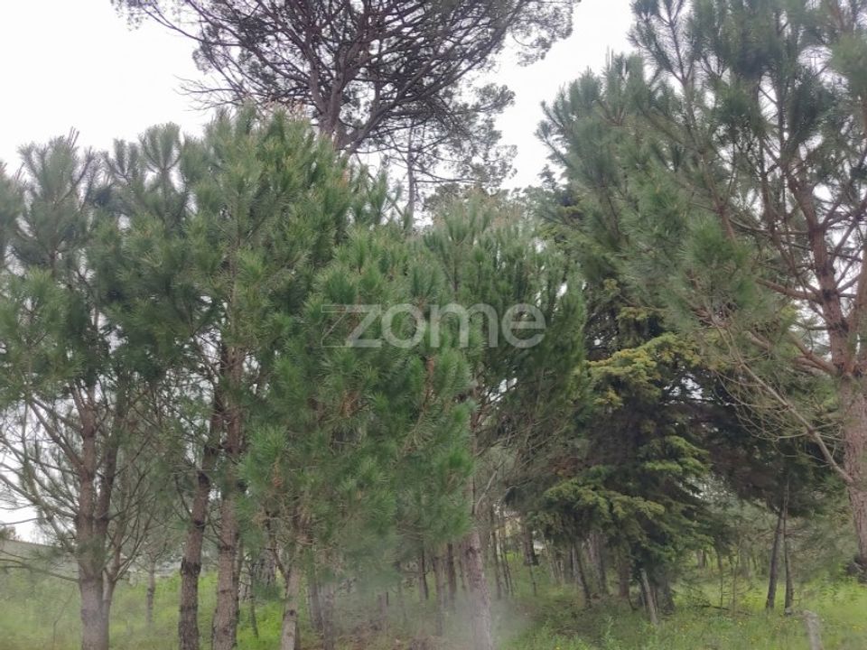 Terra a Nelas, Viseu - foto 3
