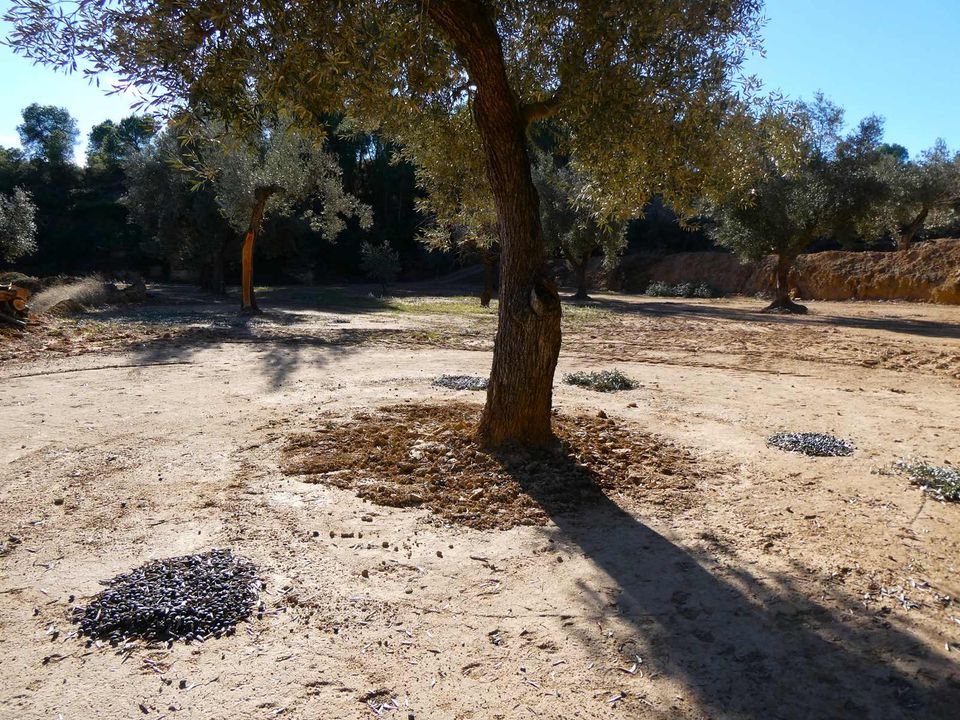 Finca i Mazaleon, Teruel - foto 5