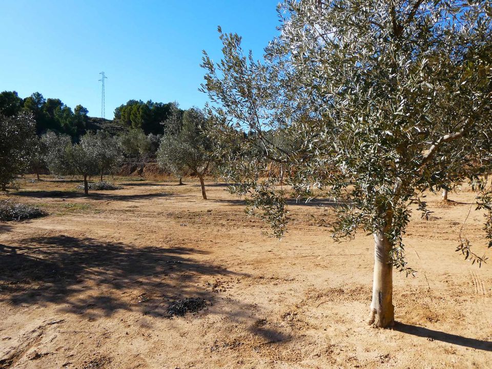 Finca i Mazaleon, Teruel - foto 3