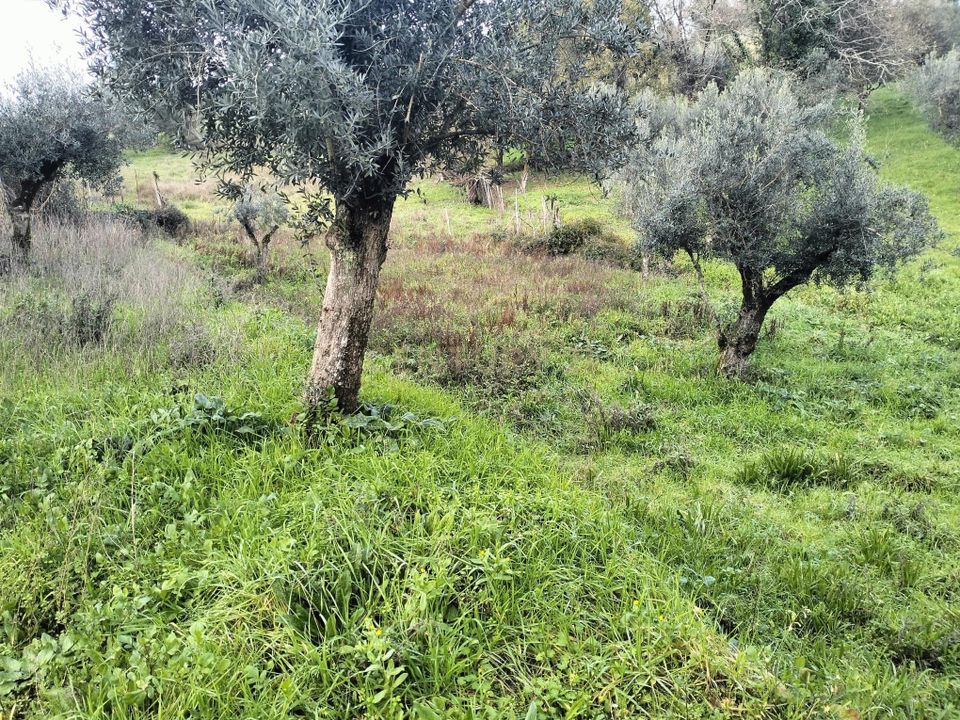 Helårsgrund i Ferreira do Zezere, Santarem - foto 3