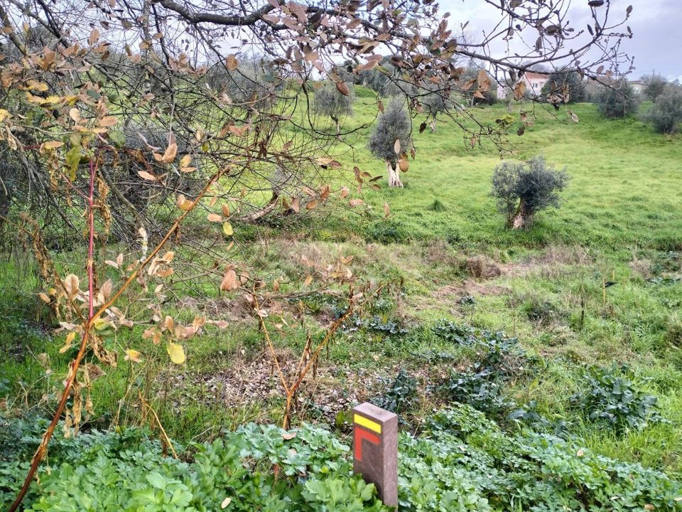 Helårsgrund i Ferreira do Zezere, Santarem - foto 4