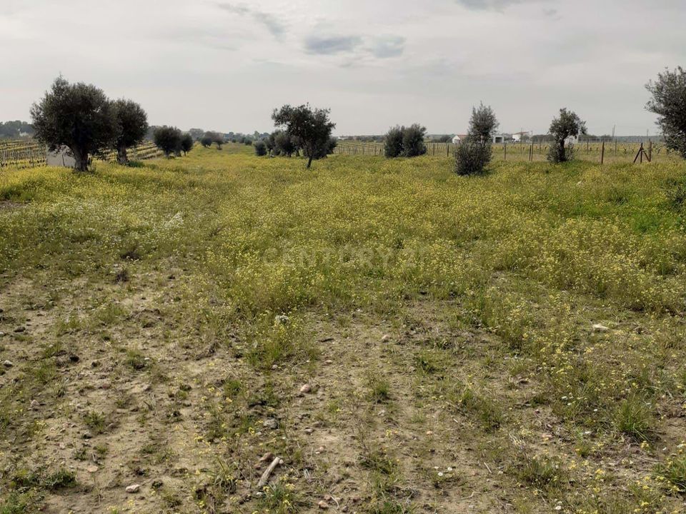 Helårsgrund i Reguengos de Monsaraz, Evora - foto 1
