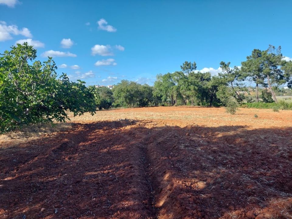 Farm i Armacao de Pera, Faro - foto 3