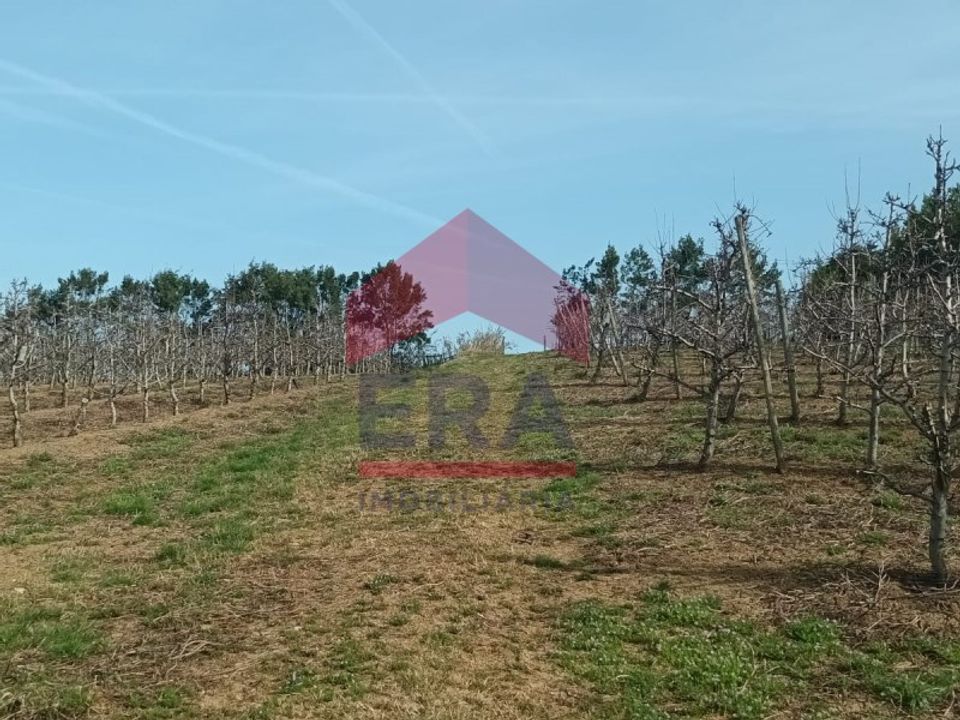 Helårsgrund i Bombarral, Leiria - foto 3