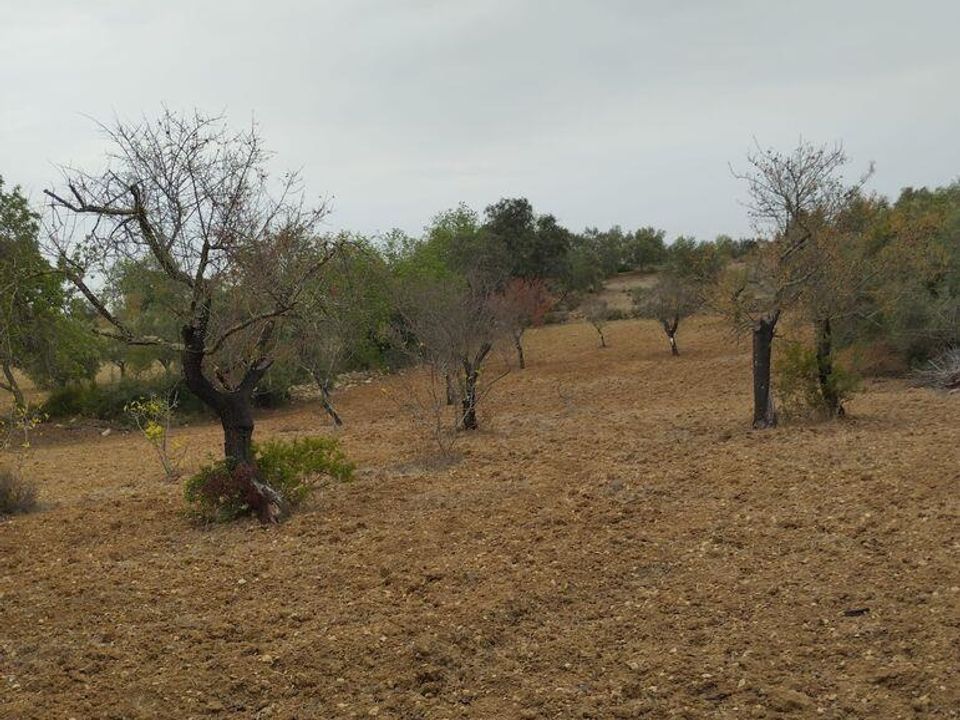 Helårsgrund i Sao Bras de Alportel, Faro - foto 1