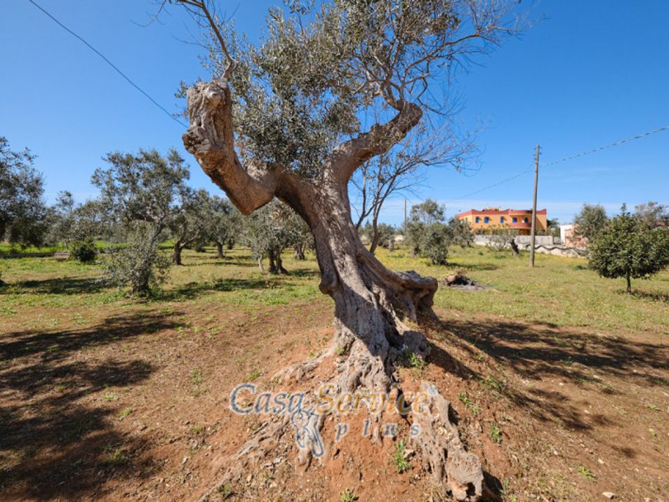 Villa i Gallipoli, Lecce - bilde 4