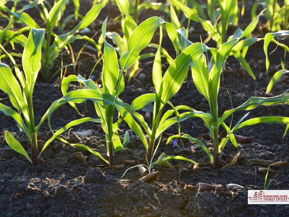 Terreno en Corbetta, Milan - foto 4