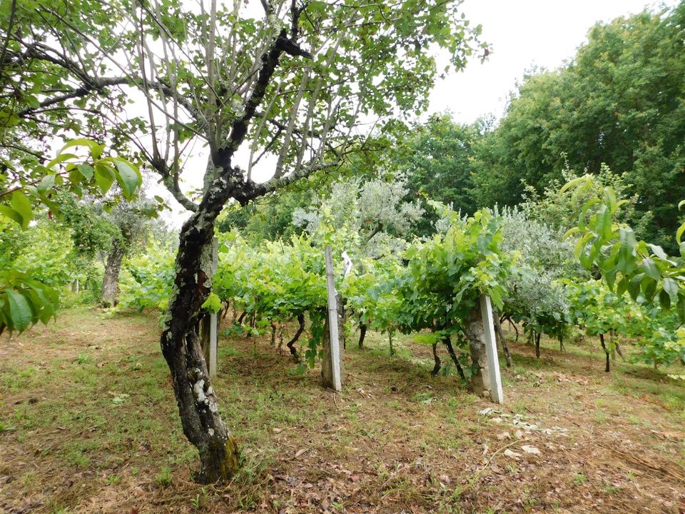 Tomt i Seia, Guarda - bilde 3