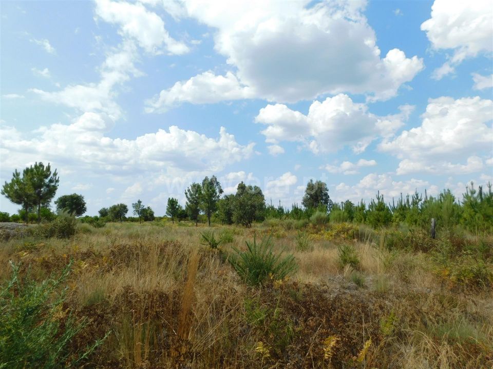 Gård i Seia, Guarda - bilde 4