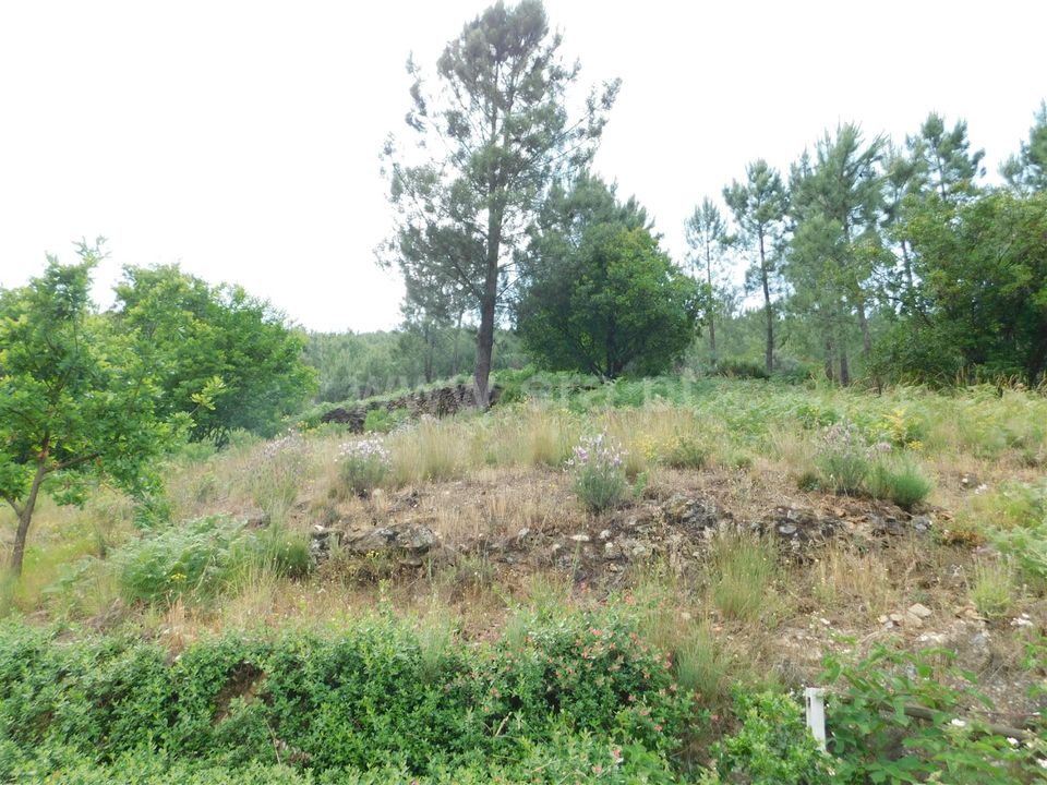 Gård i Seia, Guarda - bilde 4