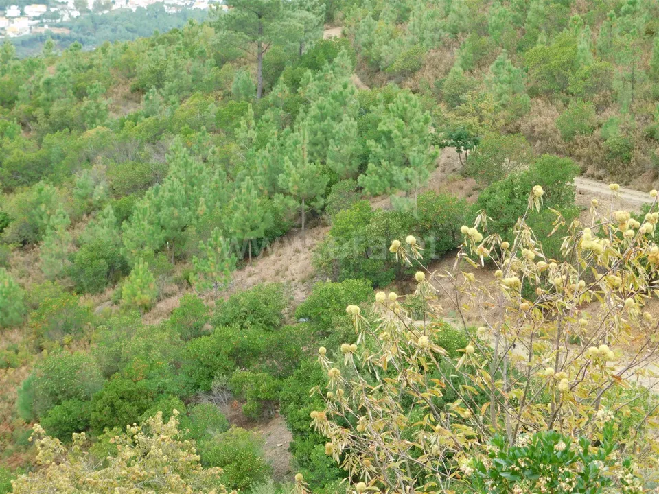 Landejendom i Seia, Guarda - foto 2