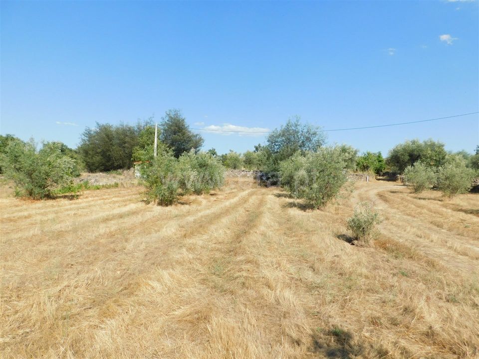 Farm i Covilha, Castelo Branco - foto 3