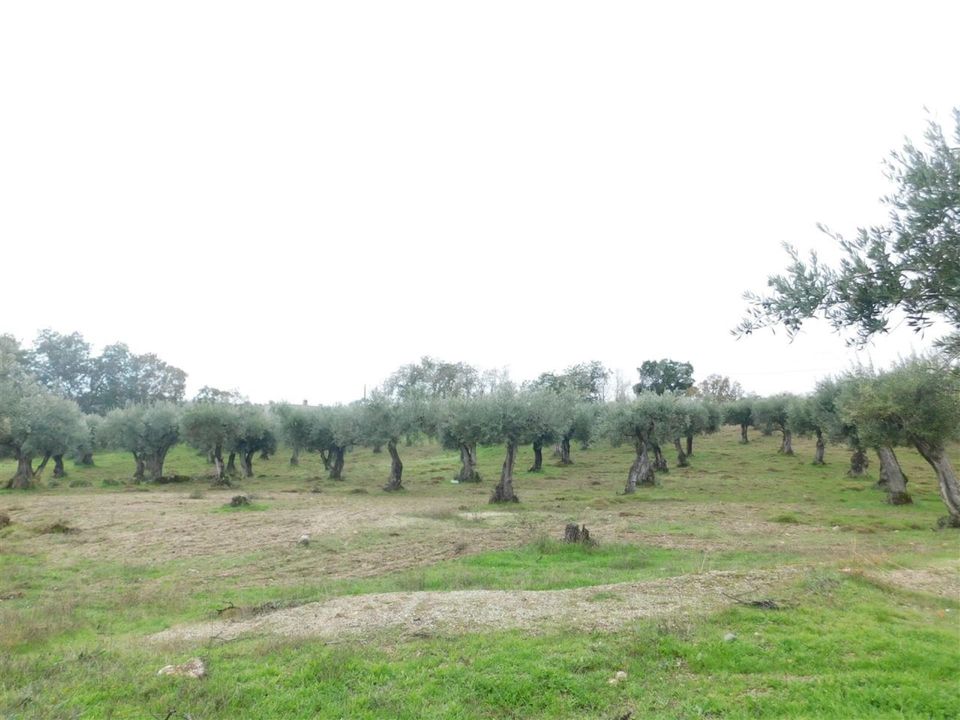 Farm i Fundao, Castelo Branco - foto 2