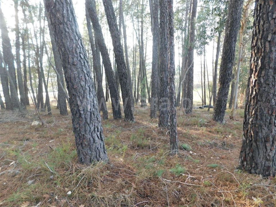 Helårsgrund i Fundao, Castelo Branco - foto 3