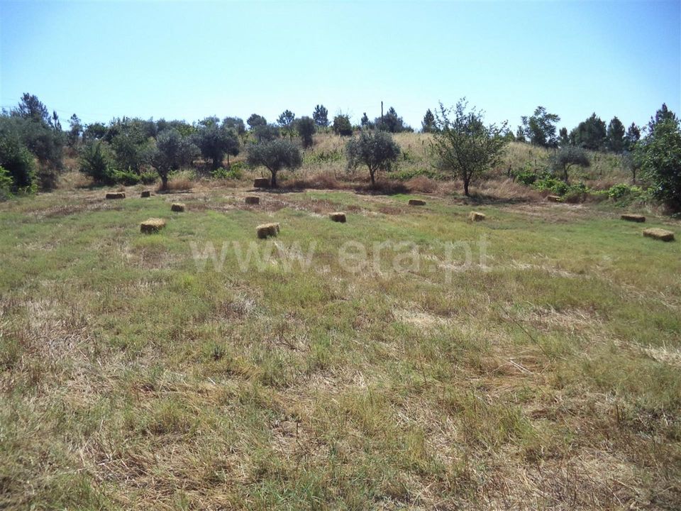 Farm i Fundao, Castelo Branco - foto 5