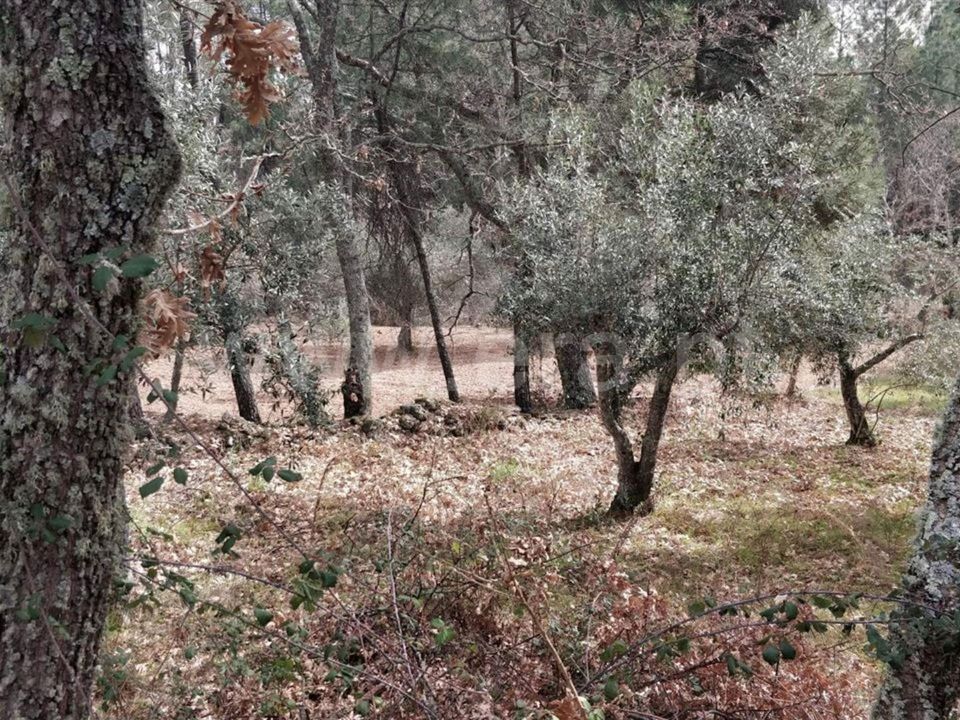 Tomt i Fundao, Castelo Branco - bilde 2