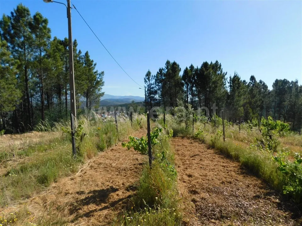 Tomt i Fundao, Castelo Branco - bilde 1