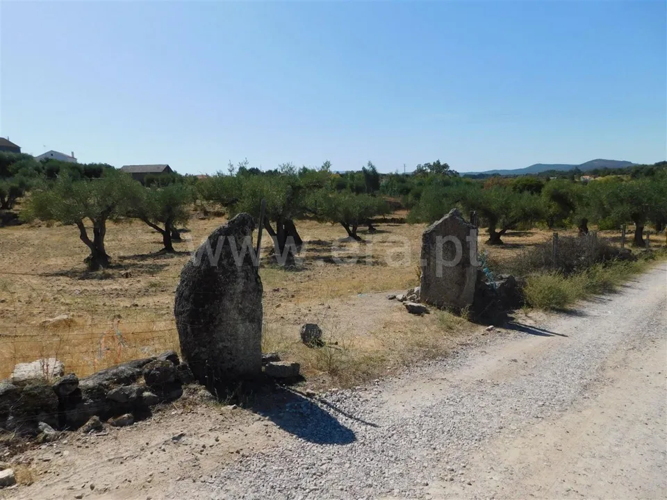 Tomt i Fundao, Castelo Branco - bilde 2
