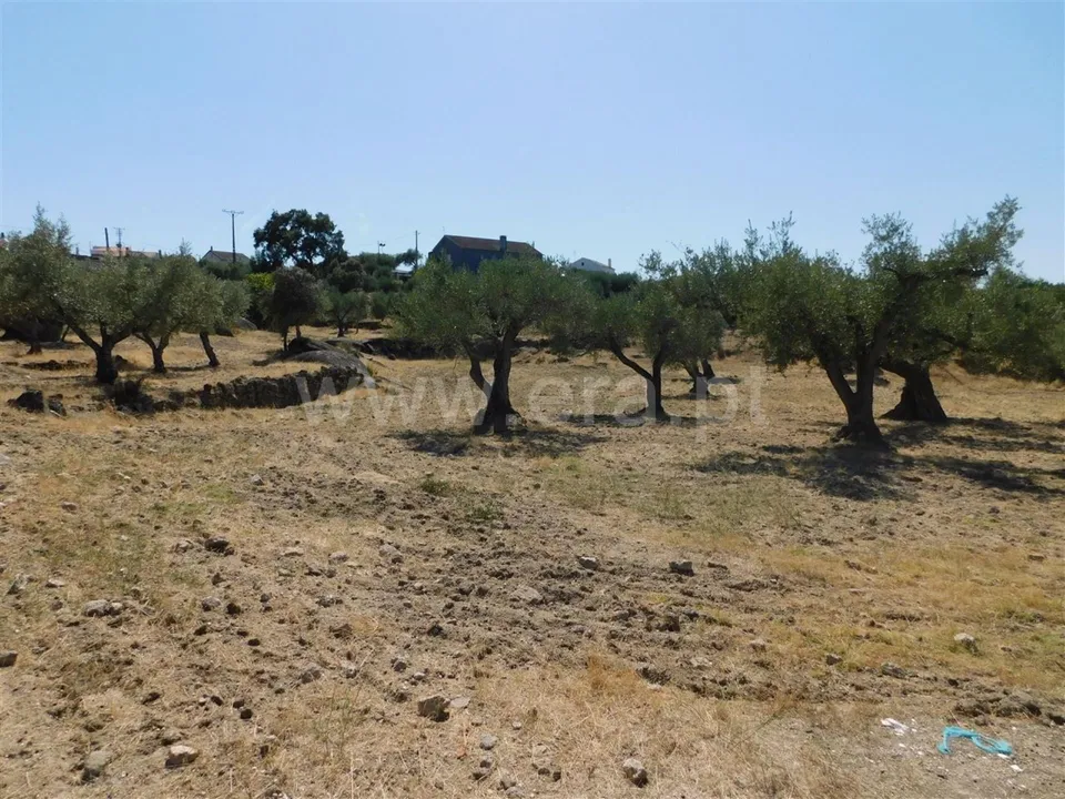 Tomt i Fundao, Castelo Branco - bilde 3