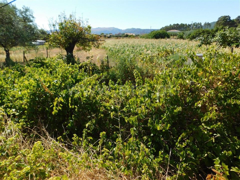 Farm i Fundao, Castelo Branco - foto 5