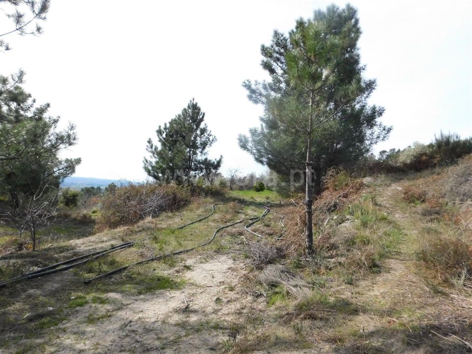Gård i Fundao, Castelo Branco - bilde 5