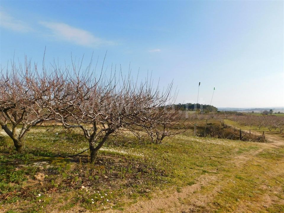 Farm i Fundao, Castelo Branco - foto 4