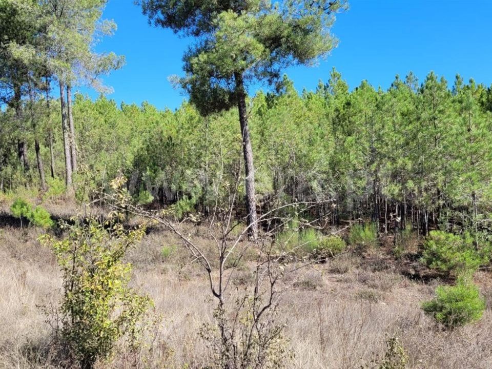 Helårsgrund i Fundao, Castelo Branco - foto 3
