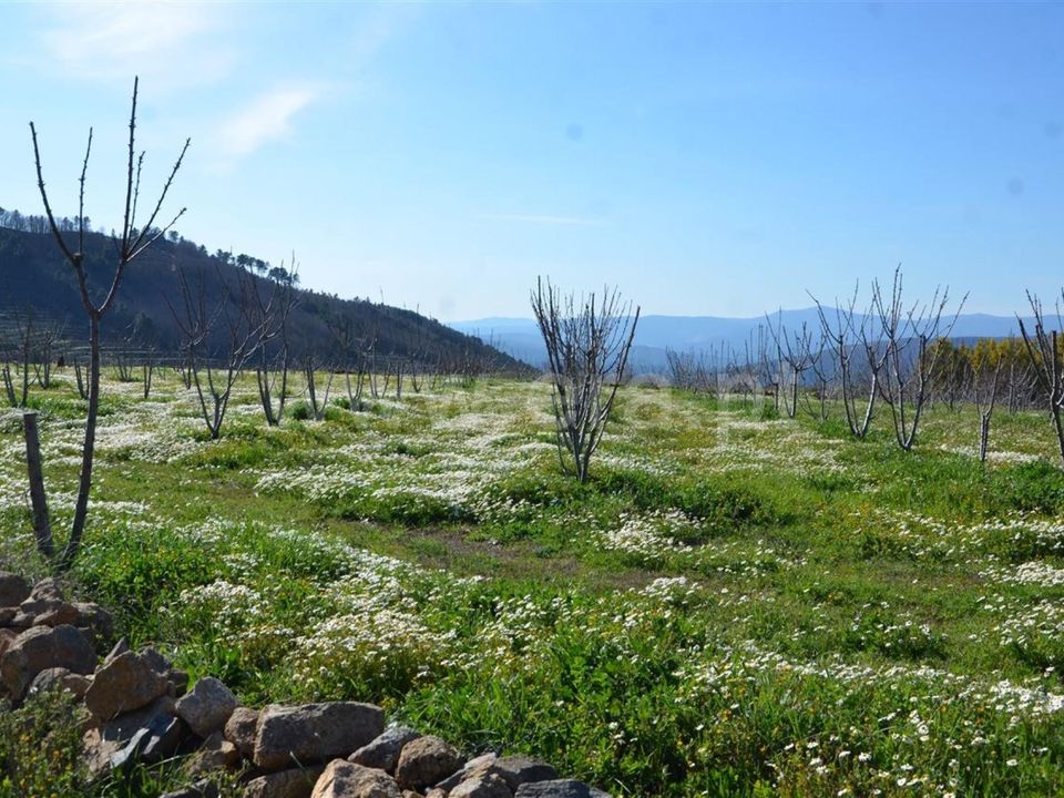 Tomt i Fundao, Castelo Branco - bilde 3