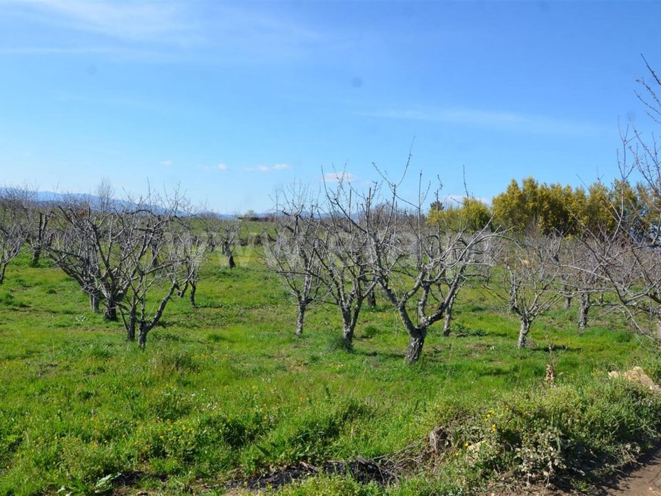 Tomt i Fundao, Castelo Branco - bilde 4