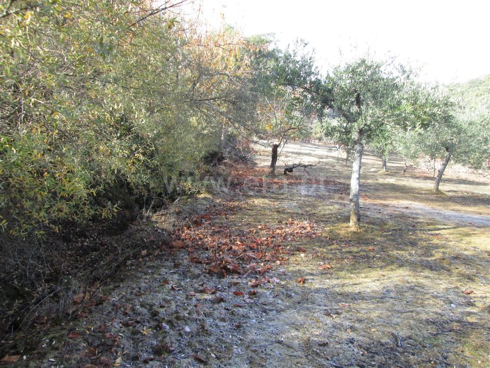 Helårsgrund i Fundao, Castelo Branco - foto 3