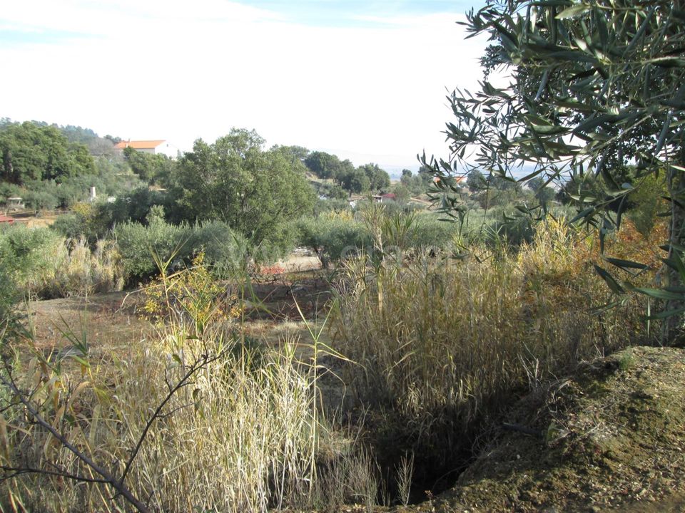 Helårsgrund i Fundao, Castelo Branco - foto 4