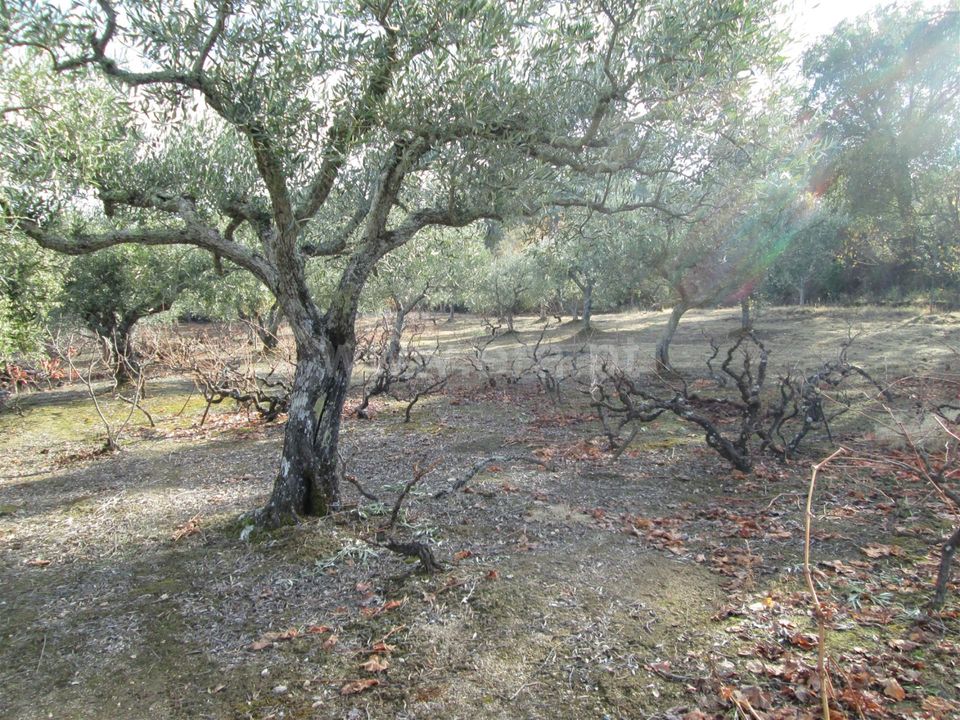Helårsgrund i Fundao, Castelo Branco - foto 5