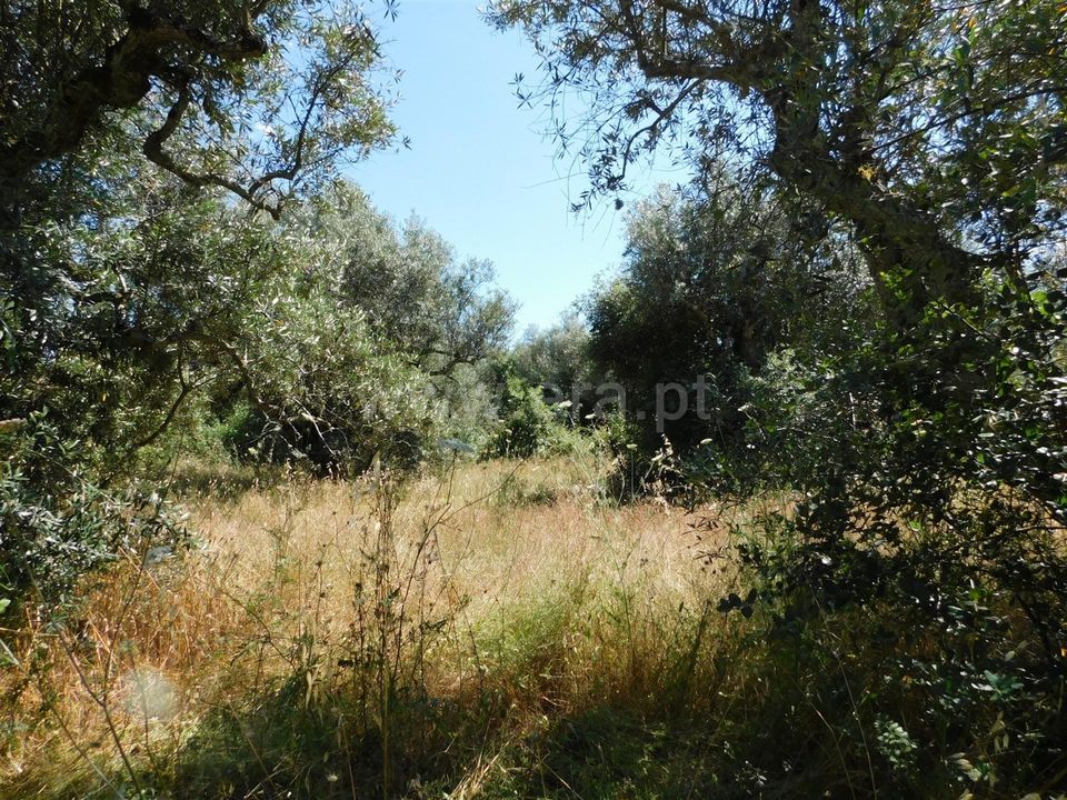 Helårsgrund i Fundao, Castelo Branco - foto 4