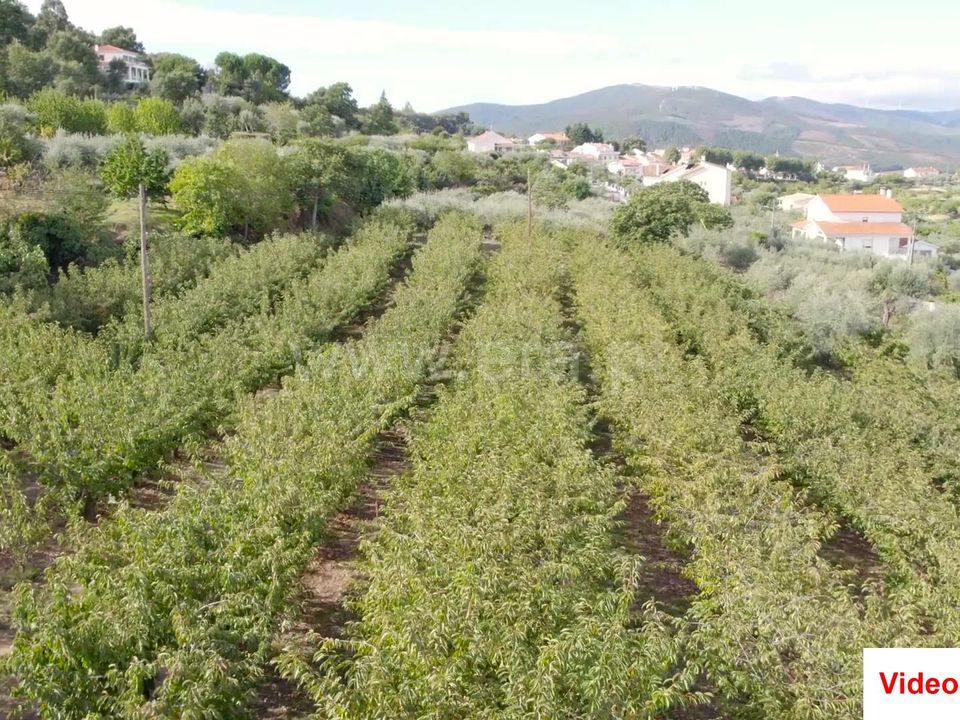 Helårsgrund i Fundao, Castelo Branco - foto 3