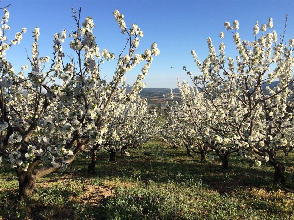 Helårsgrund i Fundao, Castelo Branco - foto 2