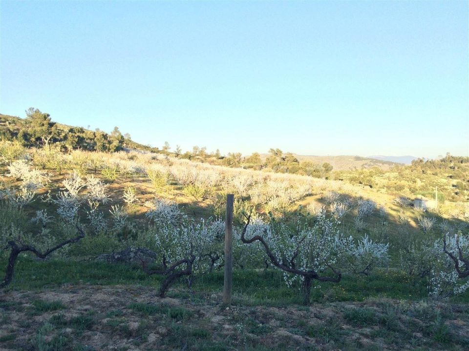 Helårsgrund i Fundao, Castelo Branco - foto 4