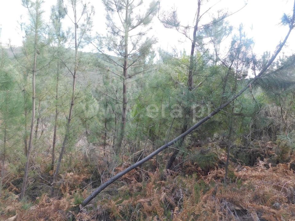 Helårsgrund i Fundao, Castelo Branco - foto 1